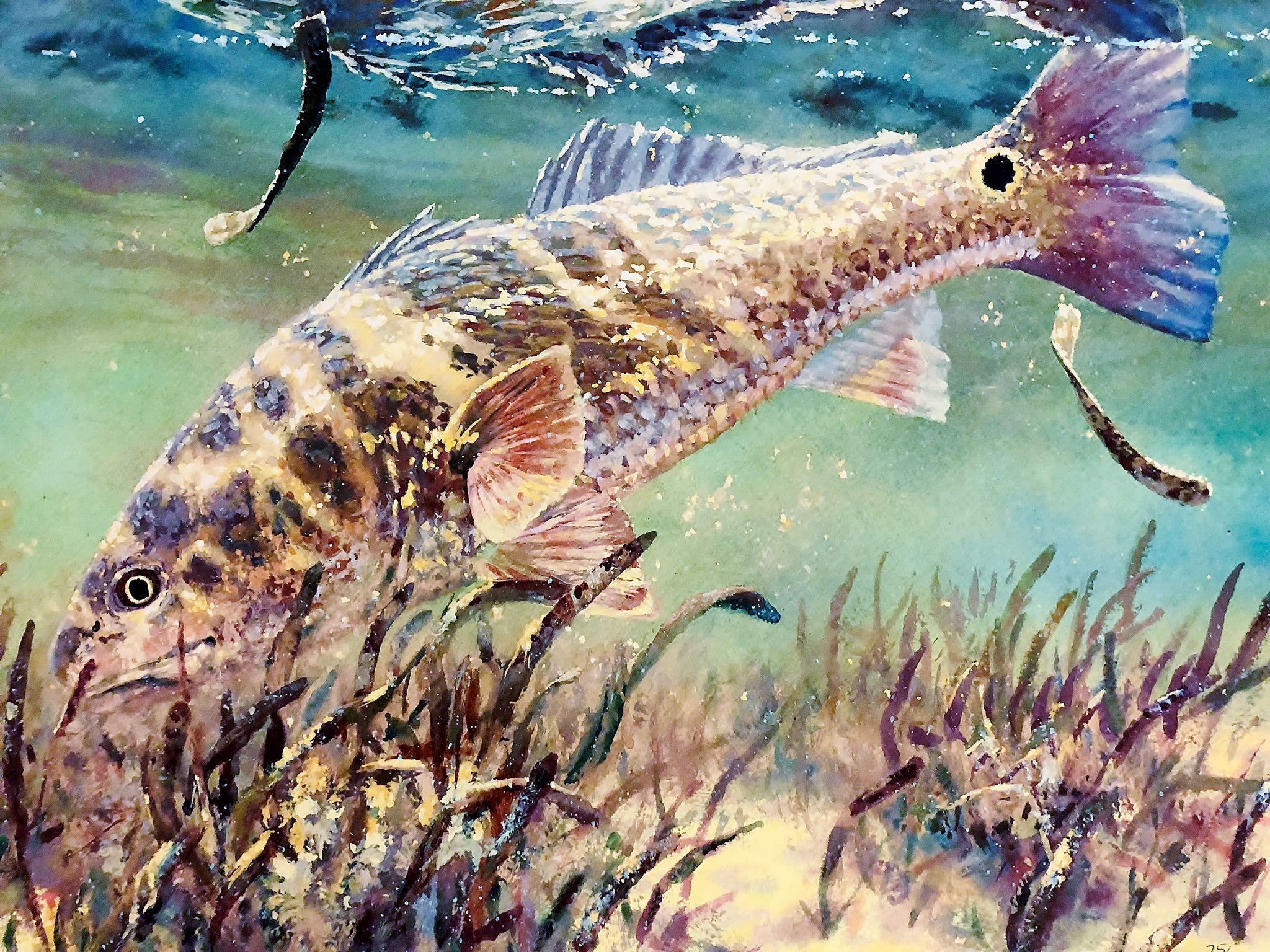 Tailing Redfish Art
