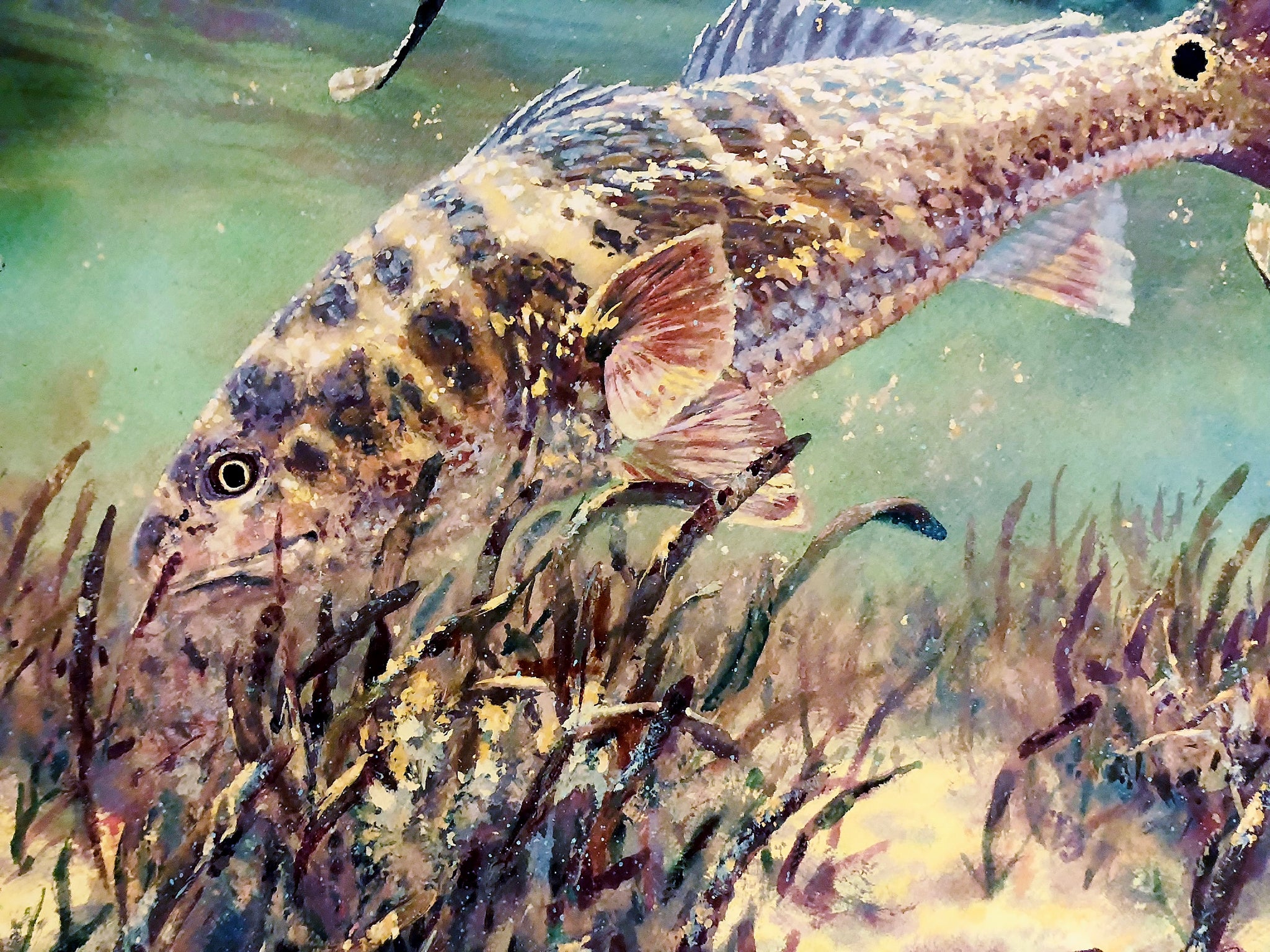 Red Fish Contour Redfish Art