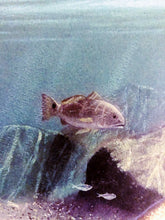 Load image into Gallery viewer, John Dearman 2006 Texas Saltwater Stamp Print W Stamp - Brand New Custom Sporting Frame