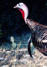 Load image into Gallery viewer, John Dearman 1997 Texas Wild Turkey Stamp Print With Double Stamps - Brand New Super Custom Sporting Frame