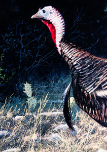 John Dearman 1997 Texas Wild Turkey Stamp Print With Double Stamps - Brand New Super Custom Sporting Frame