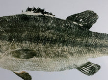Load image into Gallery viewer, John Morrow Black Bass Gyotaku GiClee - Brand New Super Custom Sporting Frame