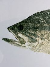 Load image into Gallery viewer, John Morrow Black Bass Gyotaku GiClee - Brand New Super Custom Sporting Frame