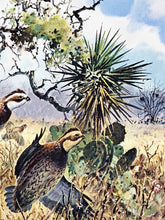 Load image into Gallery viewer, John P. Cowan 1991 Texas Quail Stamp Print With Stamp - Brand New Super Custom Sporting Frame