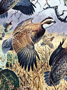 John P. Cowan 1991 Texas Quail Stamp Print With Stamp - Brand New Super Custom Sporting Frame