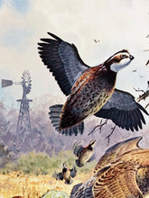 Load image into Gallery viewer, John P. Cowan 1991 Texas Quail Stamp Print With Stamp - Brand New Super Custom Sporting Frame