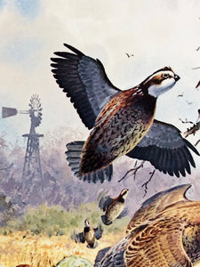 John P. Cowan 1991 Texas Quail Stamp Print With Stamp - Brand New Super Custom Sporting Frame