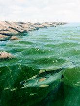 Load image into Gallery viewer, John Dearman - Jetty - HS GiClee - Brand New Custom Sporting Frame