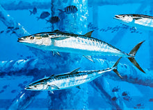 Load image into Gallery viewer, Al Barnes - 1993 Texas Saltwater Stamp Print With Stamp - Brand New Custom Sporting Frame