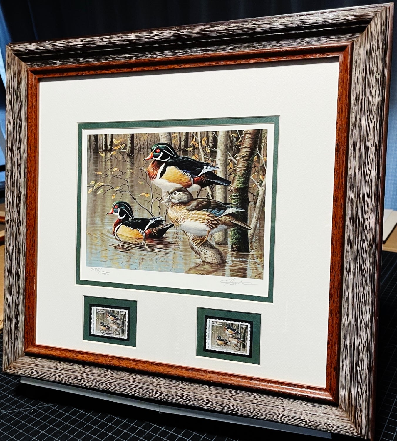 James Hautman 1999 Arkansas Waterfowl Duck Stamp Print With Double Stamps - 7 Devils Wood Ducks - Brand New Super Custom Sporting Frame