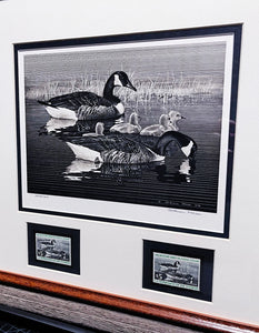 Alderson Magee - 1976 Federal Waterfowl Stamp Print With Double Stamps - Brand New Custom Sporting Frame
