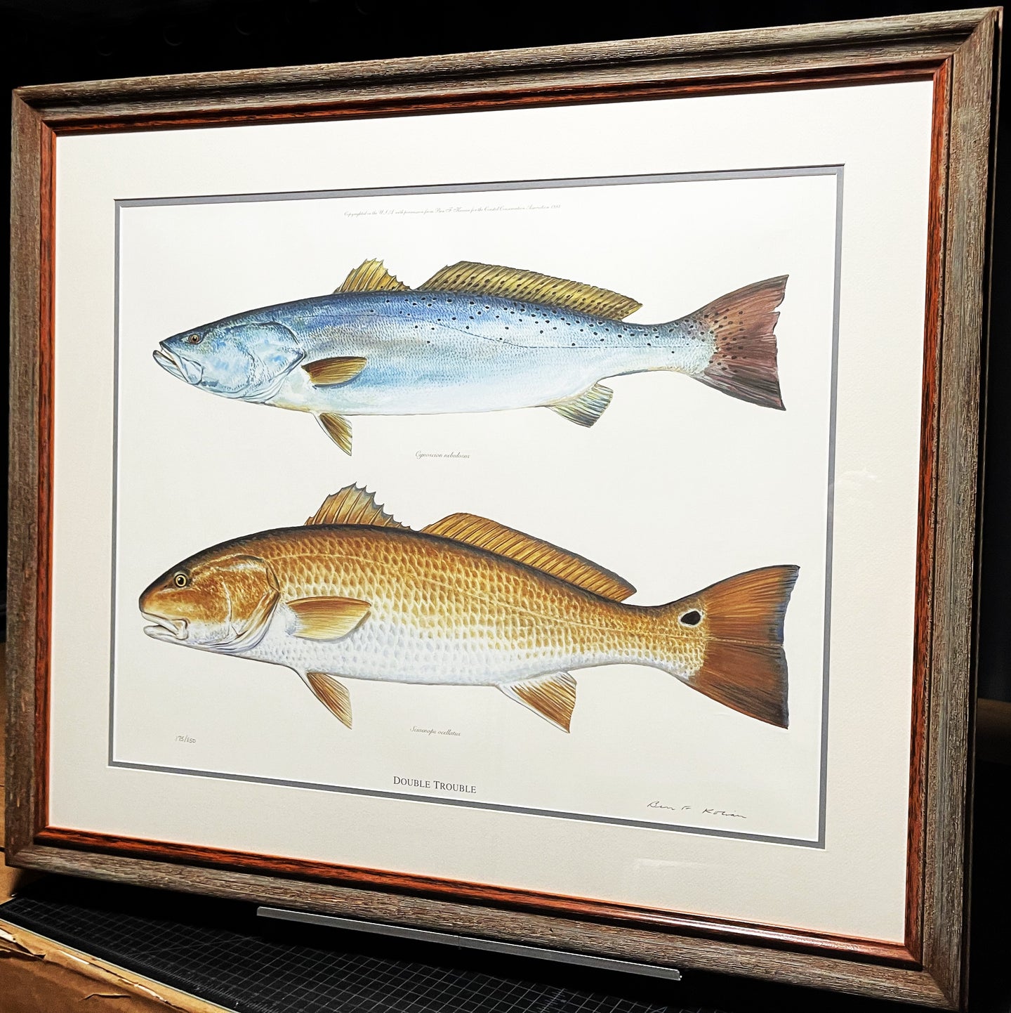 Ben Kocian - Double Trouble - Lithograph Coastal Conservation Association CCA - Brand New Custom Sporting Frame