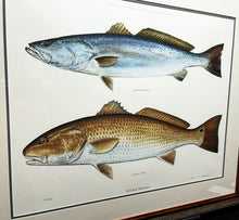 Load image into Gallery viewer, Ben Kocian - Double Trouble - Lithograph Coastal Conservation Association CCA - Brand New Custom Sporting Frame