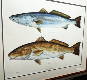 Ben Kocian - Double Trouble - Lithograph Coastal Conservation Association CCA - Brand New Custom Sporting Frame