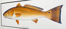 Load image into Gallery viewer, Ben Kocian - Redfish - Framed Texas Sea World Art - Lithograph Quality - Brand New Custom Sporting Frame