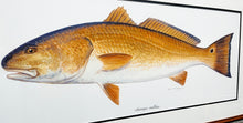 Load image into Gallery viewer, Ben Kocian - Redfish - Framed Texas Sea World Art - Lithograph Quality - Brand New Custom Sporting Frame