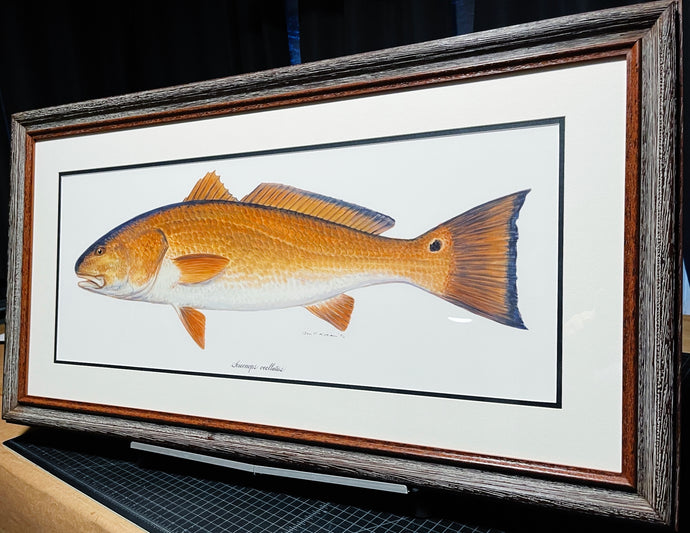 Ben Kocian Redfish - Framed Texas Sea World Art - Lithograph Quality - Brand New Super Custom Sporting Frame