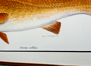 Ben Kocian - Redfish - Framed Texas Sea World Art - Lithograph Quality - Brand New Custom Sporting Frame