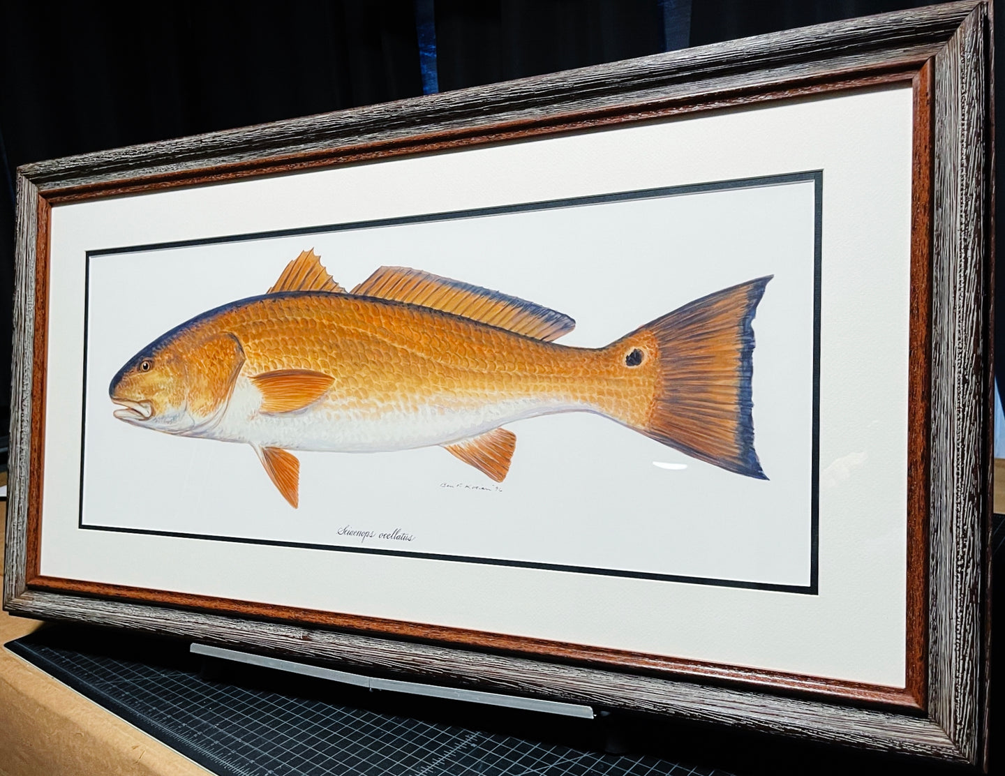 Ben Kocian - Redfish - Framed Texas Sea World Art - Lithograph Quality - Brand New Custom Sporting Frame