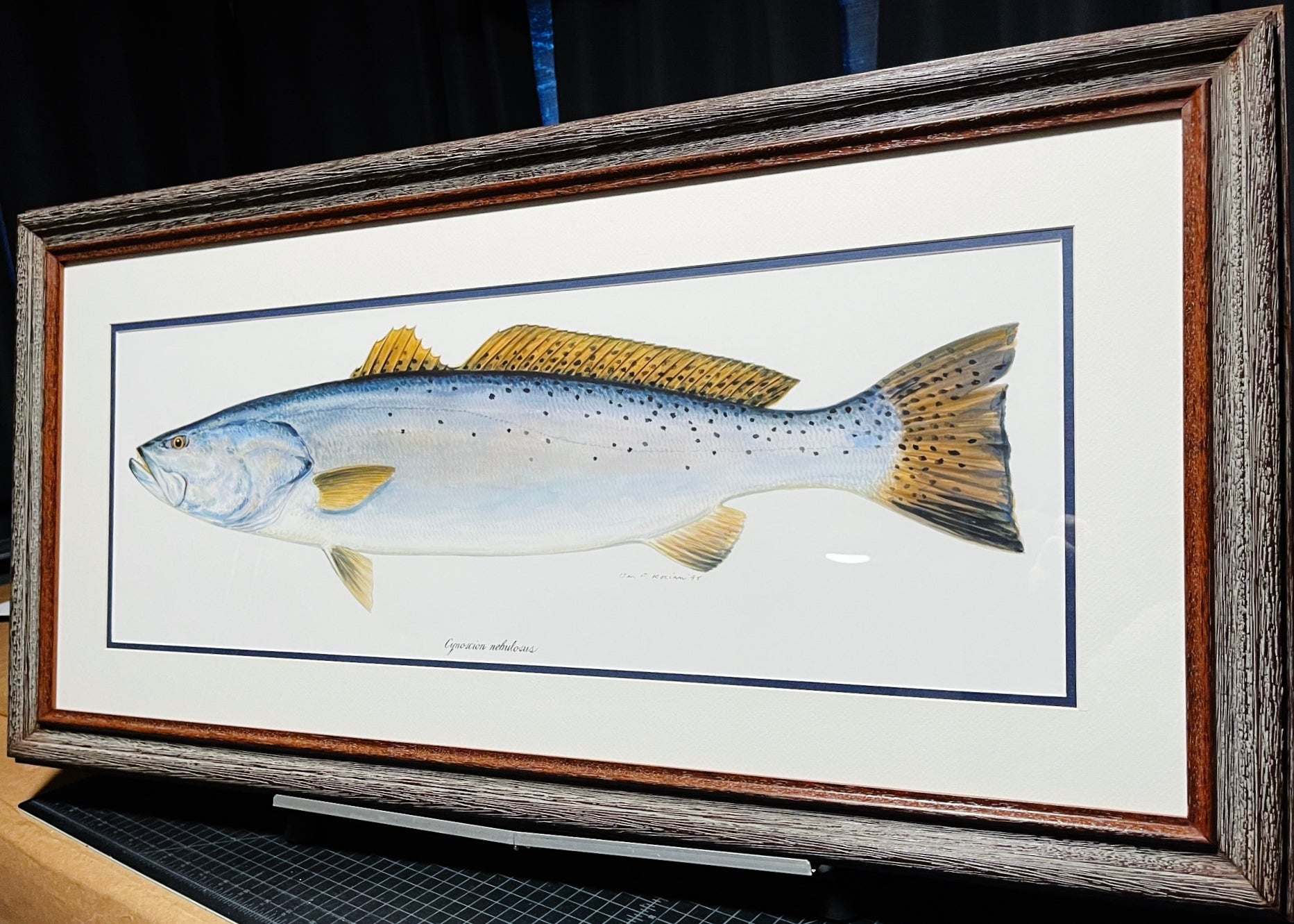 Ben Kocian Speckled Trout - Texas Sea Center Poster Art - Lithograph Quality - Brand New Super Custom Sporting Frame
