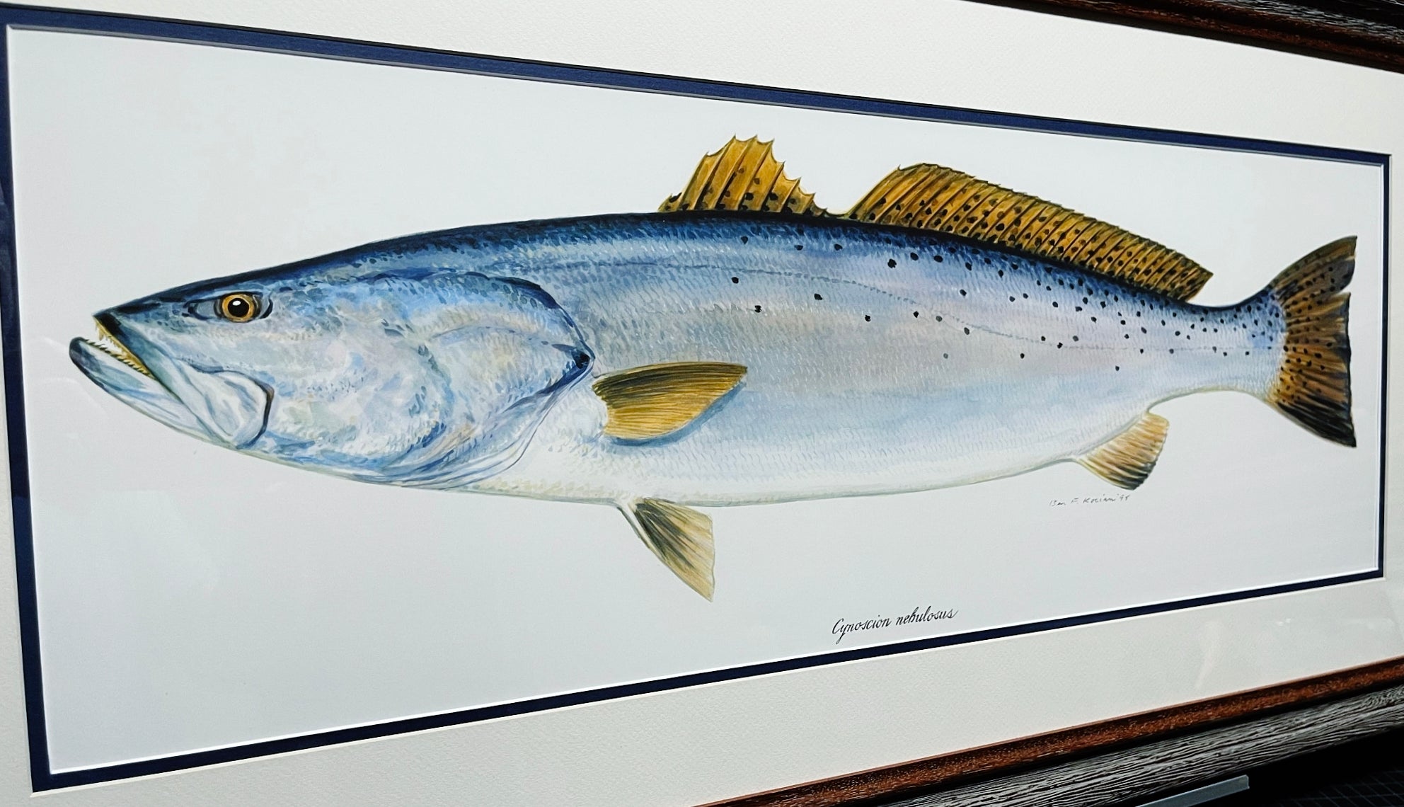 Ben Kocian Speckled Trout - Texas Sea Center Poster Art - Lithograph Q –  Texas Sporting Art