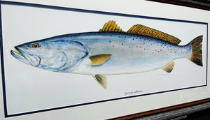 Ben Kocian Speckled Trout - Texas Sea Center Poster Art - Lithograph Quality - Brand New Super Custom Sporting Frame