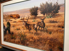 Load image into Gallery viewer, David Drinkard - Texas Mulie&#39;s - Canvas On Board Print - Brand New Custom Sporting Frame