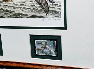 David Maass 1982 Federal Migratory Duck Stamp Print With Double Stamps - Brand New Super Custom Sporting Frame