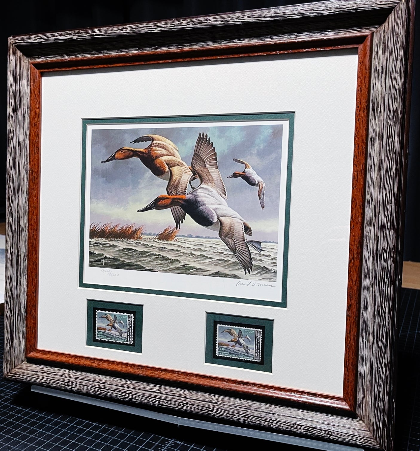 David Maass 1982 Federal Migratory Duck Stamp Print With Double Stamps - Brand New Super Custom Sporting Frame