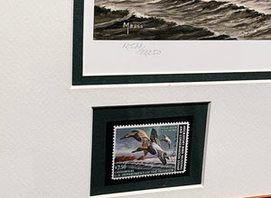 David Maass 1982 Federal Migratory Duck Stamp Print With Double Stamps - Brand New Super Custom Sporting Frame