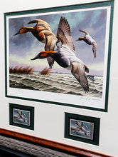 Load image into Gallery viewer, David Maass 1982 Federal Migratory Duck Stamp Print With Double Stamps - Brand New Super Custom Sporting Frame