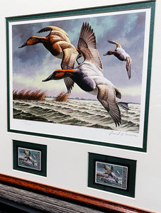 David Maass 1982 Federal Migratory Duck Stamp Print With Double Stamps - Brand New Super Custom Sporting Frame