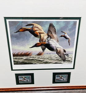 David Maass 1982 Federal Migratory Duck Stamp Print With Double Stamps - Brand New Super Custom Sporting Frame