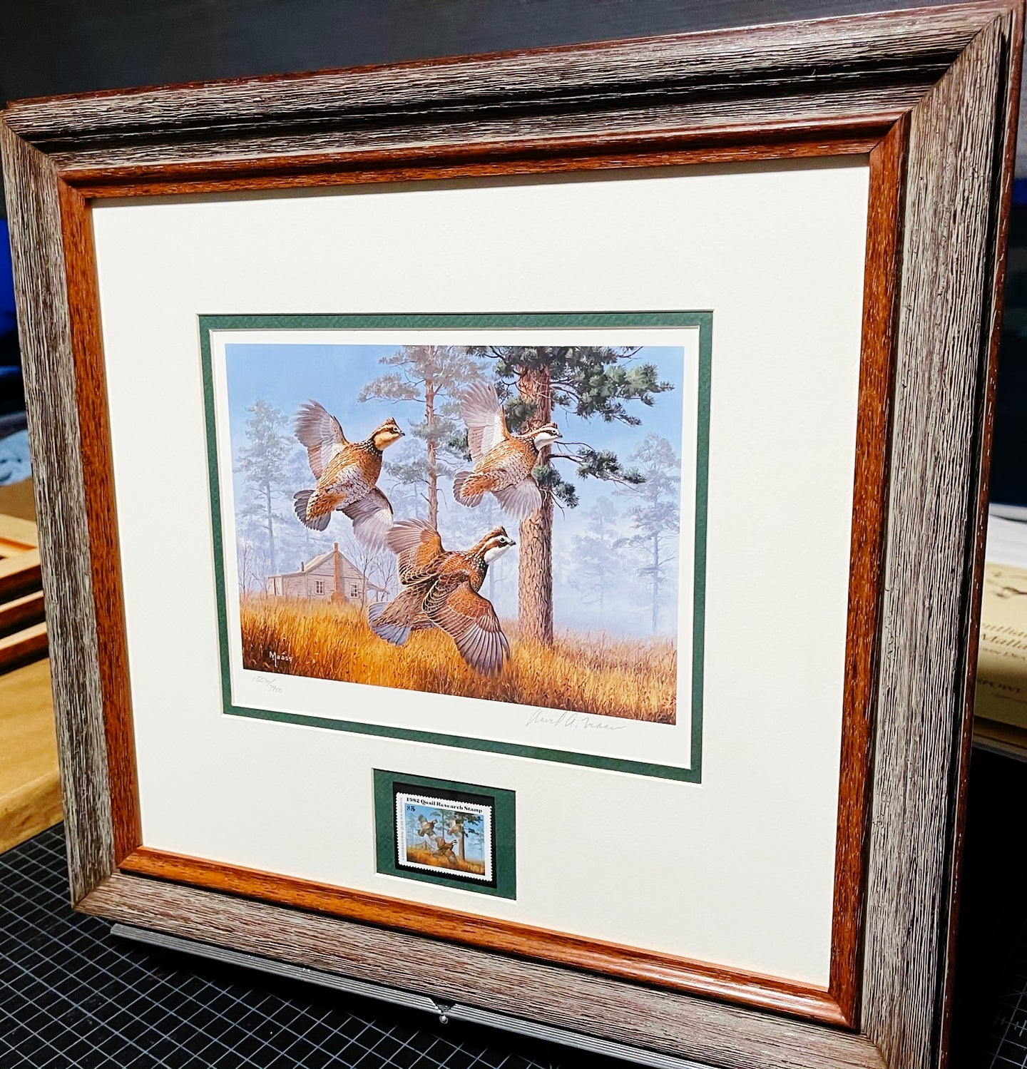 David Maass - 1982 International Quail Foundation Stamp Print With Stamp - Brand New Custom Sporting Frame