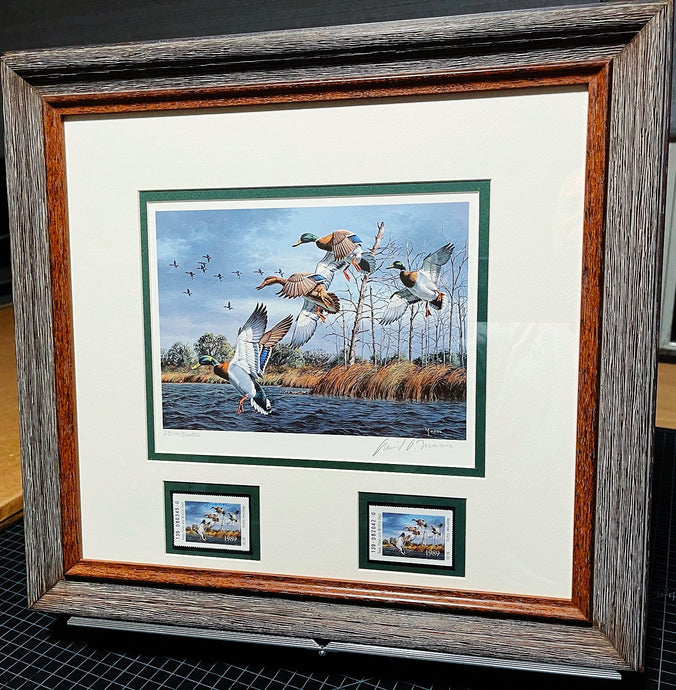 David Maass 1989 Texas Waterfowl Duck Stamp Print With Double Stamps - Brand New Super Custom Sporting Frame