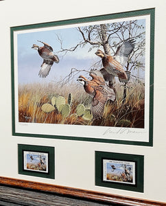 David Maass - 1990 First Of The Series Texas Quail Stamp Print With Double Stamps - Brand New Custom Sporting Frame