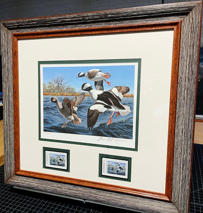 David Maass 1995 Texas Waterfowl Duck Stamp Print With Double Stamps - Brand New Super Custom Sporting Frame