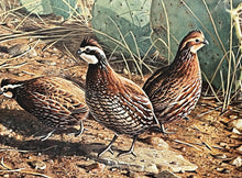 Load image into Gallery viewer, James Hautman - 1994 Texas Quail Stamp Print With Stamp - Brand New Custom Sporting Frame