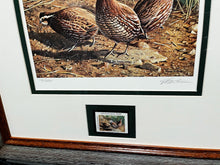 Load image into Gallery viewer, James Hautman - 1994 Texas Quail Stamp Print With Stamp - Brand New Custom Sporting Frame