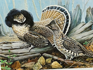 Jim Foote 1979 The Ruffed Grouse Society Conservation Stamp Print With Stamp - Brand New Custom Sporting Frame