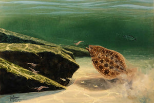 John Dearman - Flounder 2020 - Framed GiClee Coastal Conservation Association CCA - Brand New Custom Sporting Frame