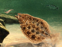 Load image into Gallery viewer, John Dearman - Flounder 2020 - Framed GiClee Coastal Conservation Association CCA - Brand New Custom Sporting Frame