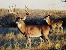 Load image into Gallery viewer, John Dearman - First Light - Lithograph - Brand New Custom Sporting Frame.