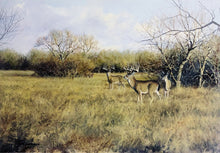 Load image into Gallery viewer, John Dearman - Whitetail Bucks and Doe 2014 - Half Sheet GiClee - Brand New Custom Sporting Frame