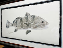 Load image into Gallery viewer, John Morrow Bull Black Drum Gyotaku GiClee - Brand New Super Custom Sporting Frame