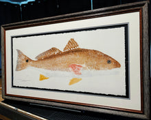 Load image into Gallery viewer, John Morrow - Bull Redfish Gyotaku GiClee - Brand New Custom Sporting Frame
