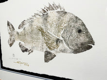 Load image into Gallery viewer, John Morrow Sow Sheepshead Gyotaku GiClee - Brand New Super Custom Sporting Frame