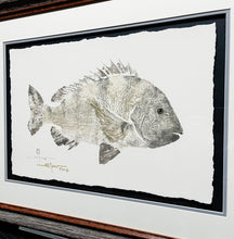 Load image into Gallery viewer, John Morrow Sow Sheepshead Gyotaku GiClee - Brand New Super Custom Sporting Frame