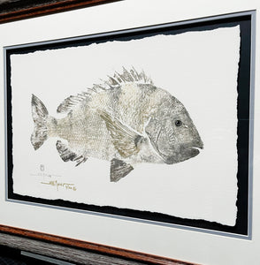 John Morrow Sow Sheepshead Gyotaku GiClee - Brand New Super Custom Sporting Frame