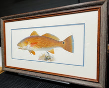 Load image into Gallery viewer, John P. Cowan Redfish Texas Treasure Poster Art Lithograph Quality - Brand New Custom Sporting Frame